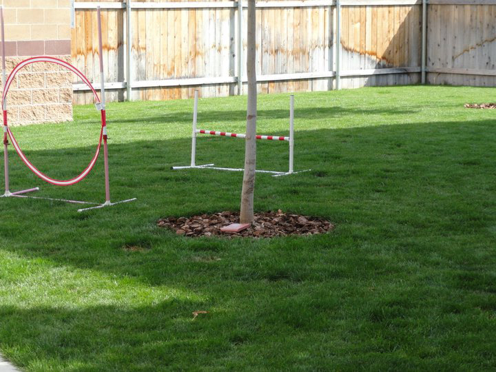 Yard, Excercise Obstacles